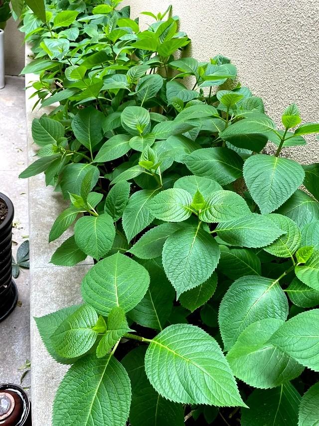 北京一男子，晒“群开的绣球花”，网友炸锅了：糊弄鬼呢？诈骗花