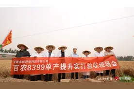 亩产761.1公斤！小麦新品种“百农8399”获专家一致好评图片