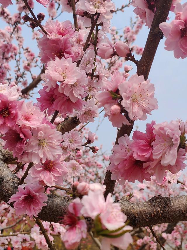 4月中下旬最后的花期，这6个地方还能赶上春天的尾巴