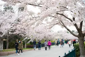 现在能进河南高校赏花吗？多所大学回应→图片