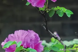 太原宝藏地 四季城花满图片