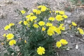 苦碟子——大苦菜——尖裂假还阳参图片