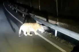 黑龙江出现东北虎，夜间朝汽车奔来，车主吓出冷汗，压迫感拉满图片