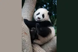 太嚣张了！大熊猫“福宝”被游客打砸，官方通报涉事人身份曝光了图片