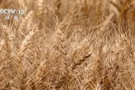 麦浪滚滚穗飘香，开镰收割！机收率超90% 小麦收割按下“快进键”图片