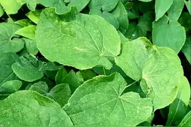 1种对男女都有好处的植物，人称“补腰草”，却因名字而被误会图片