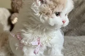 猫咪排行榜“新鲜”出炉！这些品种最受欢迎，你家的猫咪上榜了没图片