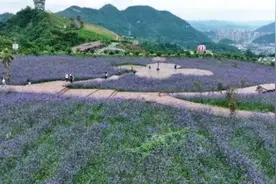 玩转遵义||花海之约，一场关于绽放的夏日盛宴图片