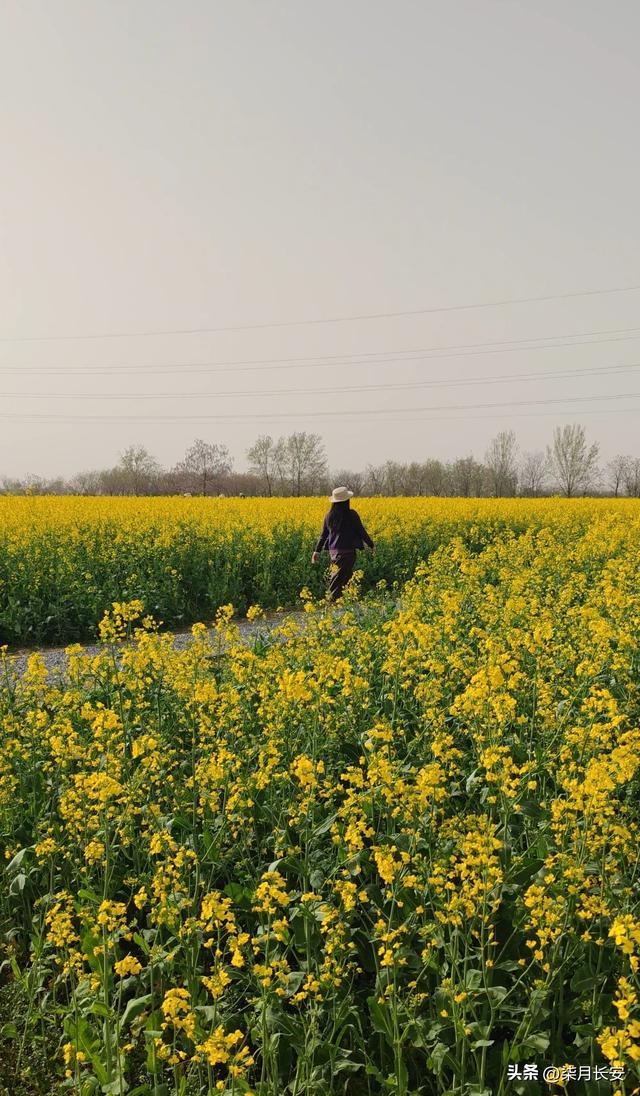 西安西北郊油菜花海美爆了，地方大花多，搭帐篷户外游玩好去处