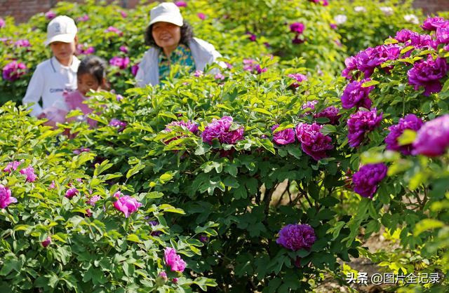 山西襄汾：乡村牡丹醉游人