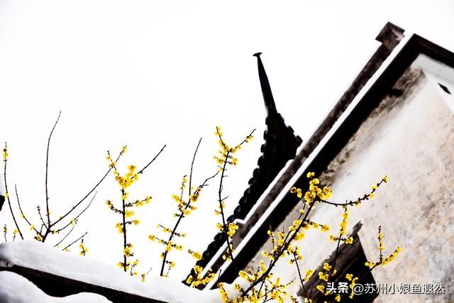 怀念姑苏城春有杏、夏有荷、秋有桂、冬有梅，而非夏冬“无缝接”