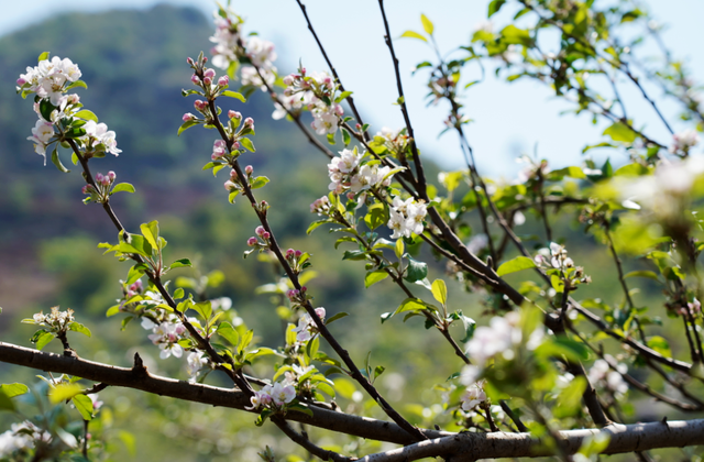 以花为序，礼县邀您共赴一场春日之约~