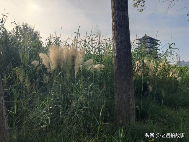 郑州市西流湖公园时下正是赏荷花观芦花的绝佳时候