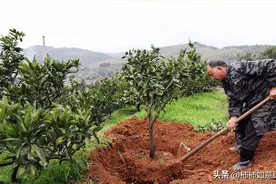 为什么移栽后的果树苗木半死不活甚至枯死？这5个细节特别重要图片