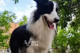 1岁多边牧被揍后离家出走已3天 主人悬赏2000元寻找 附赠满月狗崽一只 “希望狗狗会在一个好心人手里”图片