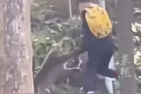 越闹越大！峨眉山野猴扑倒男孩致其坠落，景区回应，引发网友热议图片