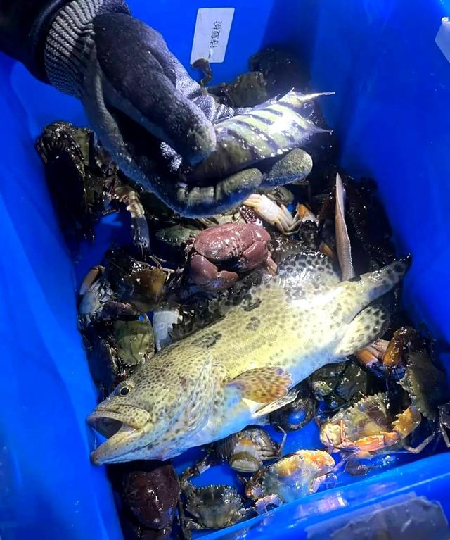 深圳民宿老板太卷了！4天撒2吨海鲜让游客随便捡