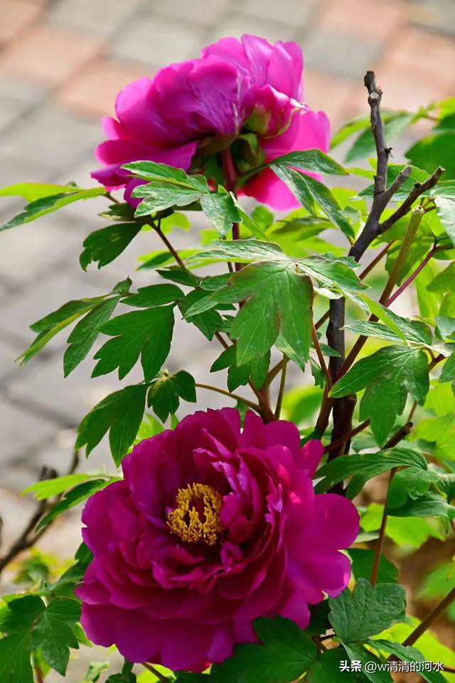 极美洛阳城牡丹迎春吐蕾绽放