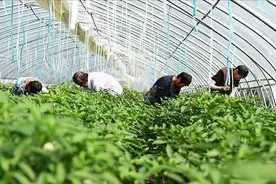 红糖+ 白醋+ 酵母粉 ，让您种的蔬菜 高产 丰收 多卖钱。图片