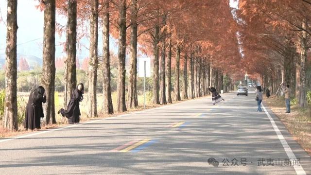 层林尽染诗意浓 水杉美景引客来