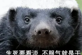 大连蛇岛，两只平头哥大战 20000只毒蛇，结果谁输谁赢图片