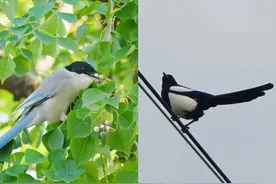 “叽叽喳喳，啾啾嘎嘎！”城市里常见的，都是些什么鸟？图片