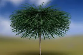 3.5亿年前的树长什么样？完全让人不可思议！居然无视万有引力图片