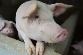 3万吨冻猪肉投放！5月9日猪价“应声而跌”，5月猪价又涨不动了？图片