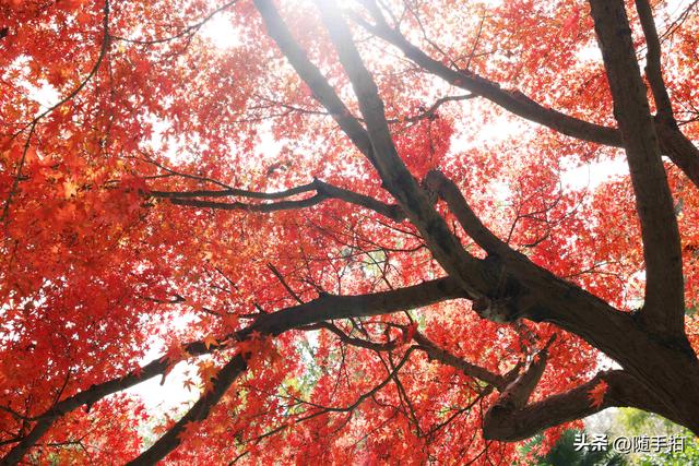 “枫”情万种，上海闵行红园枫叶色彩斑斓进入观赏季