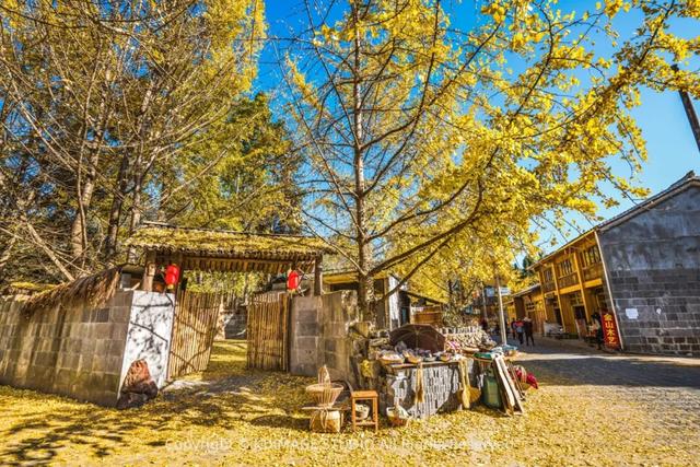 我愿称腾冲为秋季的天花板！银杏、温泉、古镇，来过的人都不想走