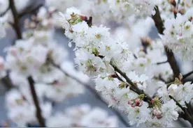 200亩樱桃花竞相绽放！遵义的春色藏不住啦图片