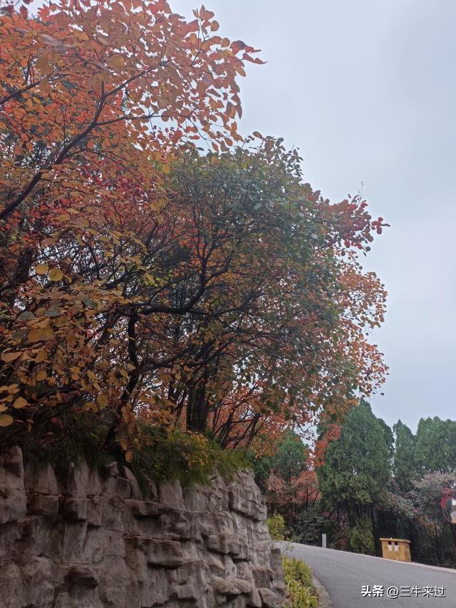无为在歧路，济南红叶谷