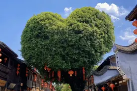 【福州三坊七巷】不是只有爱心树，行走在巷子里，感受坊巷浪漫图片