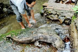 “跌落神坛”的娃娃鱼，万元身价跌成30一斤，为何还是无人问津？图片