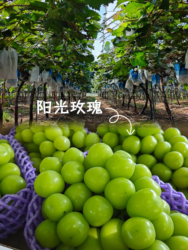 长葛宝藏葡萄园！自然甜爆表，采摘攻略来啦～