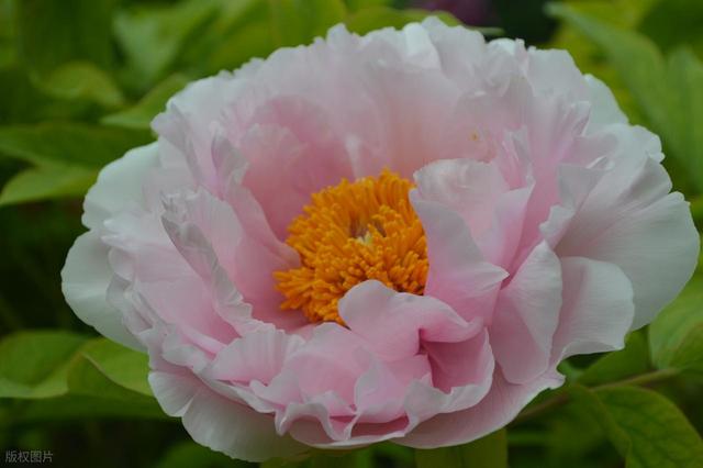 牡丹花海醉游人
