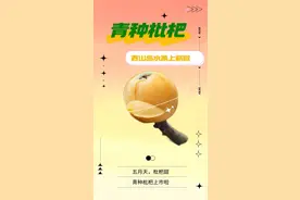 苏州太湖西山岛：青种枇杷熟了！上岛采摘初夏的甜蜜~图片