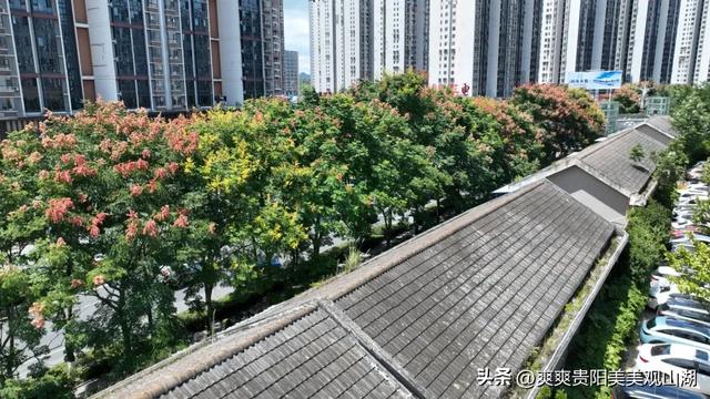 我说“秋天那么美” 栾树：是的！