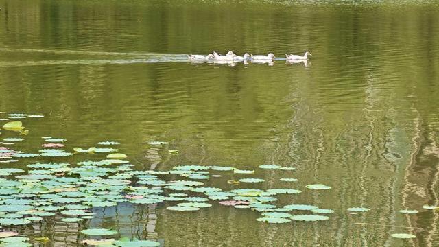 西安木塔寺公园里碧波荡漾 风景如画
