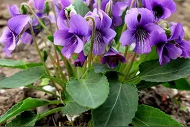 赏花踏青挖野菜，40种野菜图鉴，快来看一看，你都认识哪些？图片