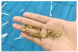 女子不慎遗落金手链 姑娘及时提醒助找回图片