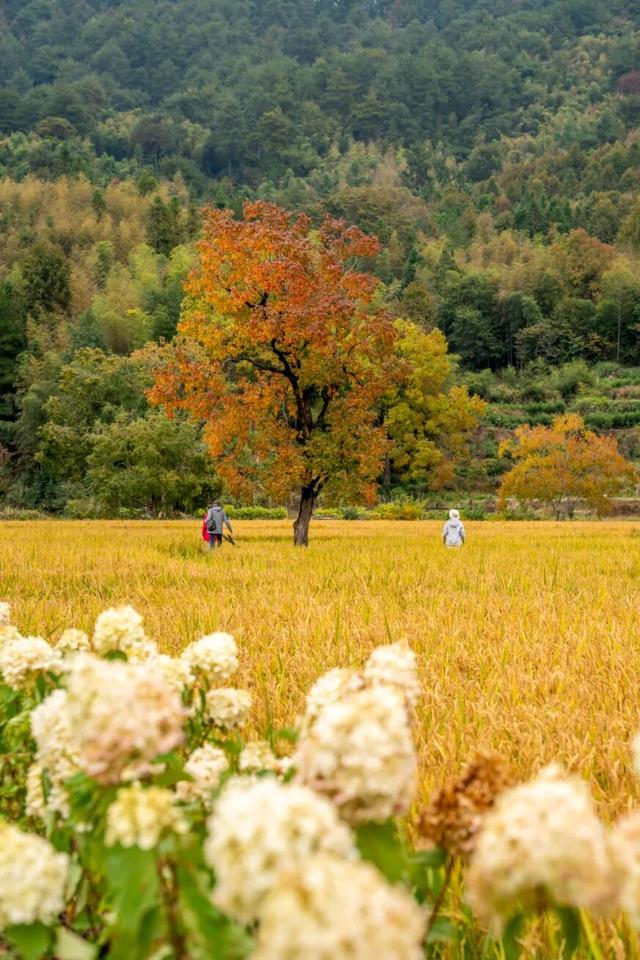 11月去塔川，邂逅乌桕树的“三级变色”，每棵树都是流动的油画