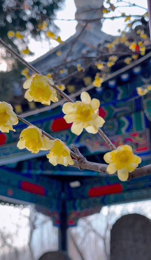 花开有时・四季有诗 | 冬享沂蒙过大年，临沂腊梅邀你赴一场暗香之约