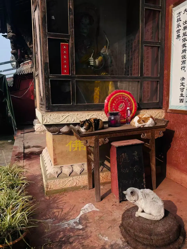 新发现一个宝藏地！5元斋饭，20元包吃住，成都市区这个寺庙值得