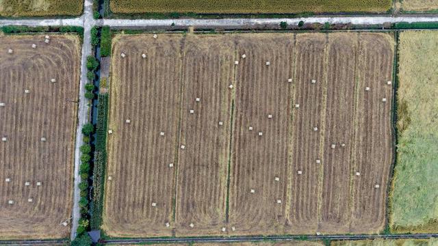 秋日的大杭州田间太“卷”了！胖乎乎的“瑞士卷”，一个一个又一个……