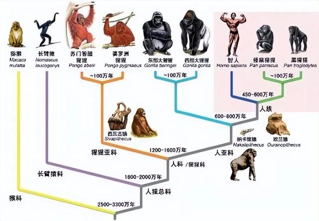 人类到底是如何诞生的？地球上第一个人又是谁？