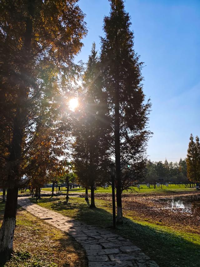郫都水杉红了！抱着手机猛拍，被这限定美景狠狠惊艳