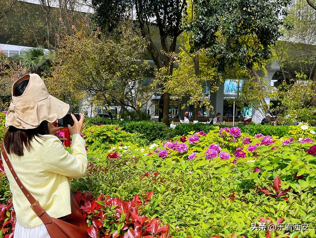 陕西西安：牡丹盛放春意浓 牡丹苑迎来最佳观赏期
