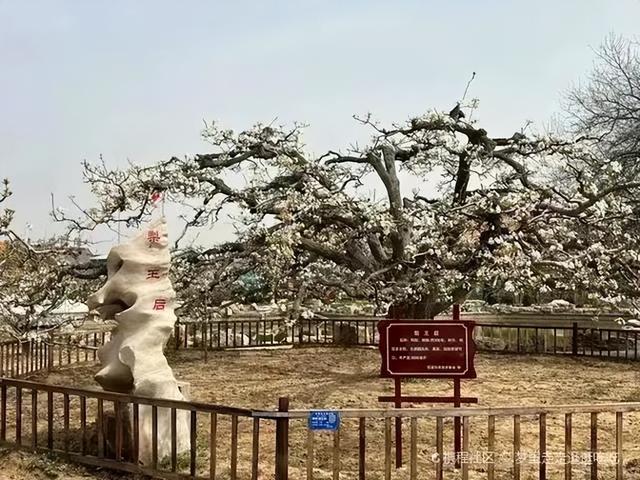 运河古驿、千年梨海、舌尖非遗：揭秘泊头最值得体验的三件事儿