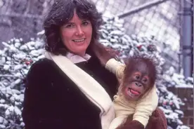 美国女子将公猩猩当人养大，让它去上大学，却因伤害女同学被关？图片